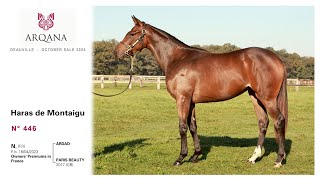 Arqana October Yearling Sale 2024  N° 446 F  Ardad présenté par le Haras De Montaigu [upl. by Augustina]