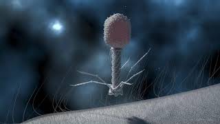 T4 Phage Replication [upl. by Elletnohs]