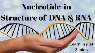 Memorize Nucleotide in Structure of DNA amp RNA in 2mins [upl. by Binnings]