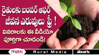 bio fertilizers  Free bio fertilizers For Nursery farmers  Mirchi Cultivation  Rural Media [upl. by Naniac]