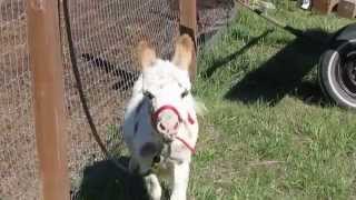 Baby donkey braying for the first time [upl. by Cis]