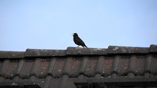 Abendgruß der Amsel  Vogelgezwitscher  Vogelgesang  Sounds of Nature [upl. by Haodnanehs]