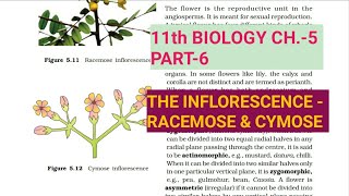 Class 11 BiologyCh5 Part6The InflorescenceStudy with Farru [upl. by Allets]