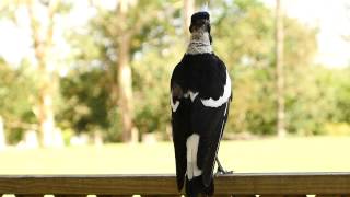 Australian Magpie Sound [upl. by Cowey]