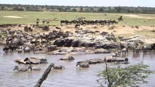 Wildebeest Crossing the Mara River Sept 2014 [upl. by Mareld]