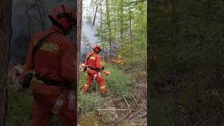 Cut And Clear Trees For Making A Firebreak Strip To Stop Forest Fire Spreading [upl. by Angus]