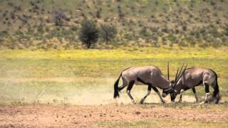 Gemsbok Oryx FightingSlow Motion Kalahari South Africa [upl. by Saito]