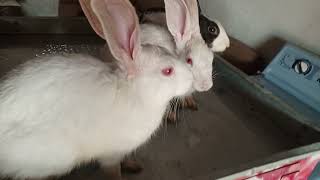 white bunny garmi ki waja Sy kanpty hovy [upl. by Harrod]