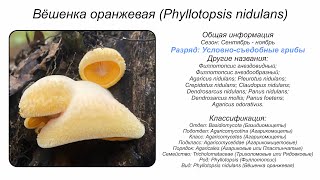 Вёшенка оранжевая Phyllotopsis nidulans [upl. by Demmahum]