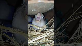 Love birds breeding Angry love bird lovebirdsbreeding lovebird [upl. by Mercie661]