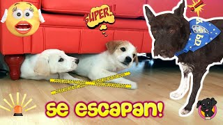 ¡LOS CACHORROS SE ESCAPAN DE CASA Lana Videos divertidos [upl. by Mallin182]