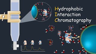 Hydrophobic interaction chromatography  HIC  Application of HIC [upl. by Iroc]