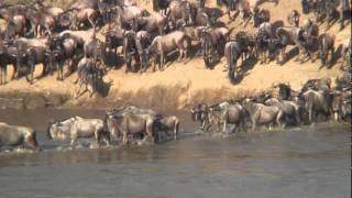 THE GREAT MIGRATION Serengeti  Maramp4 [upl. by Niko]