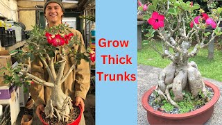 DESERT ROSE ADENIUM  4 Key Trunk Thickening Tips and Care  2023 [upl. by Fabrin216]