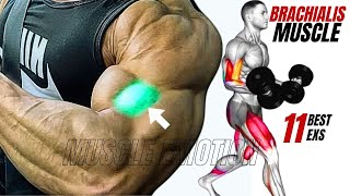 11 BEST BRACHIALIS WORKOUT AT GYM TO GET BIGGER ARMS FAST [upl. by Yrrab245]