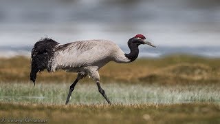 20 Amazing Himalayan Wildlife Found in Leh Ladakh [upl. by Sybyl864]