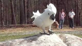 Cockatoo Geronimo Barking at Race Car [upl. by Ttej65]