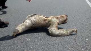 Paresseux traversant la rue  Costa Rica  Sloth crossing the street [upl. by Ronoc]