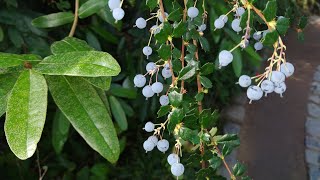 Berberis darwinii fruit tasting [upl. by Snider]