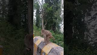 Funny Monkeys doing stupid things  Funny Monkeys Videos  Funny Monkeys acting like humans [upl. by Schechter]