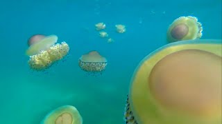 Halkidiki Greece Hotel Kaliali amp jellyfish relax [upl. by Nelo707]