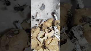 Abejas Partamona bilineata en la gárgola de un edificio de un hotel music bee rescue [upl. by Gujral]