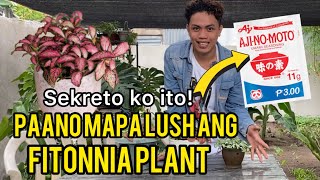 HOW TO TAKE CARE OF FITTONIA PLANT  COMPLETE CARE TIPS [upl. by Acemat]