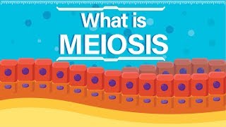 What is Meiosis  Animated Explanation [upl. by Knutson]