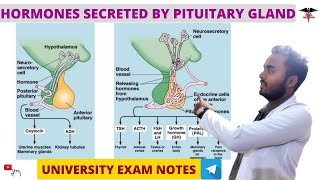 Hormones secreted by pituitary gland  GH  TSH  Endocrine Physiology [upl. by Pratt218]