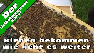 Bienen bekommen wie geht es weiter [upl. by Nara]