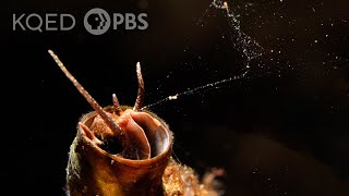 This Snail Goes Fishing With a Net Made of Slime  Deep Look [upl. by Ilegna598]