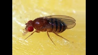 Fruit Flies Drosophila melanogaster Life Cycle [upl. by Riegel]