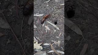 We found a Witchetty grub chrysalis [upl. by Marchese]