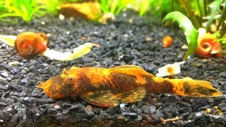 How to Keep and Breed Bristlenose Pleco Care Guide [upl. by Lana347]