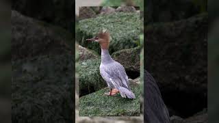 Red Breasted Merganser [upl. by Ann-Marie995]