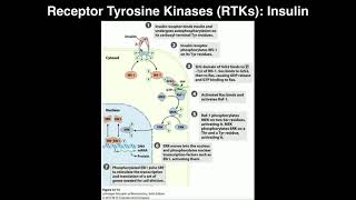 Biosignaling  Receptor Tyrosine Kinases amp Insulin [upl. by Shana460]