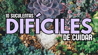 10 Suculentas DIFÍCILES DE CUIDAR [upl. by Hayn]