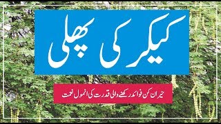 Kikar ki phali ke fayde  Keekar acacia tree benefits in urdu [upl. by Ynelram]