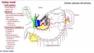 Anatomy of celiac trunk [upl. by Ayatnohs797]