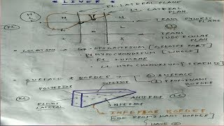 Liver Anatomy  Part 1  AbdomenAnatomy  TCML [upl. by Ayote984]