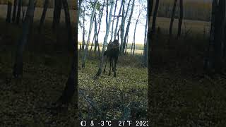 CANADIAN MOOSE trailcam bull moose [upl. by Reagen]