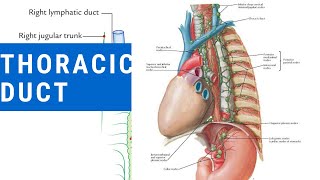 Learn Thoracic duct in 8 minutes with mnemonics  Anatomy demystified [upl. by Vish37]