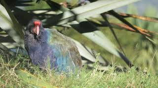 Takahe in Te Anau Bird Sanctuary [upl. by Lilhak]