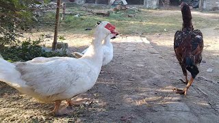 Muscovy duck Life activity  Pet Birds Life [upl. by Marjy]