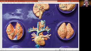 Biology 2020 Chapter 17 The Endocrine System Primary Endocrine Glands Video 2 [upl. by Dunlavy]