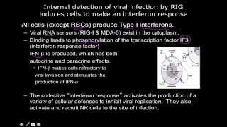 Immunology the interferon response [upl. by Eidnarb317]