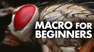 Macro Photography for Beginners – Complete Tutorial [upl. by Aynotak926]