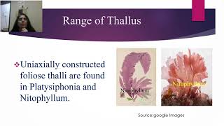 Rhodophyta Range of thallus [upl. by Ttennej]