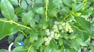 Starting my blueberry farm in my backyard [upl. by Jo-Anne743]