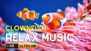 🟣4k Aquarium • Beautiful TROPICAL CLOWNFISH amp SEA ANEMONE • Relaxing Music [upl. by Kenton]